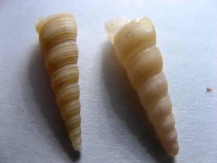 Ciao Identificazione.